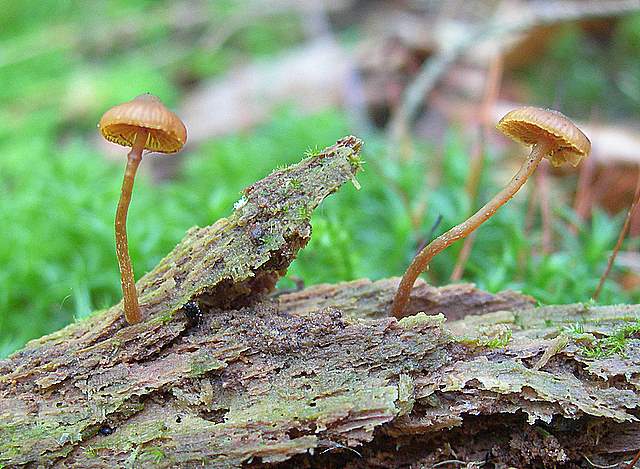 La Flora fungina negli aspetti microclimatici subtropicali